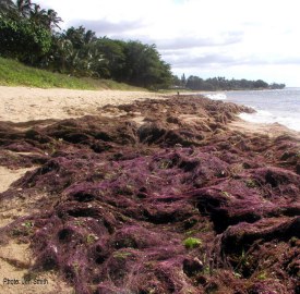 Hookweed washed up on and fouling Maui beaches. 