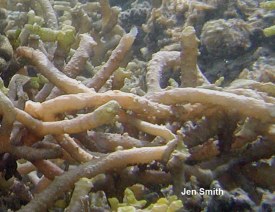 Smothering Seaweed (Kappaphycus sp.) has tough, coarse branches. 