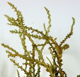 Prickly Seaweed. Note pointed tips and spines