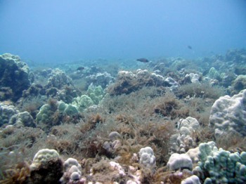 Prickly Seaweed overgrowing corals on Oahu