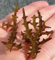 Smothering Seaweed is the largest alien invasive algae. 